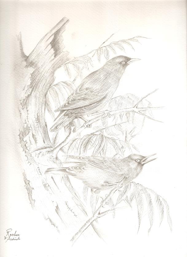 Sketch by RooHee Ali Khan