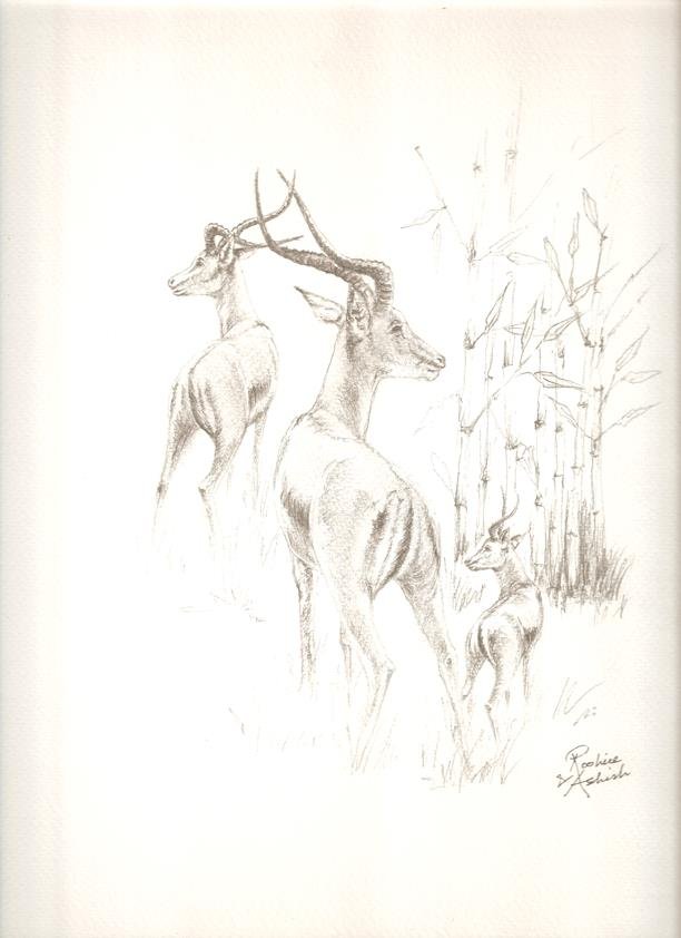 Sketch by RooHee Ali Khan
