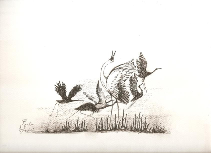 Sketch by RooHee Ali Khan