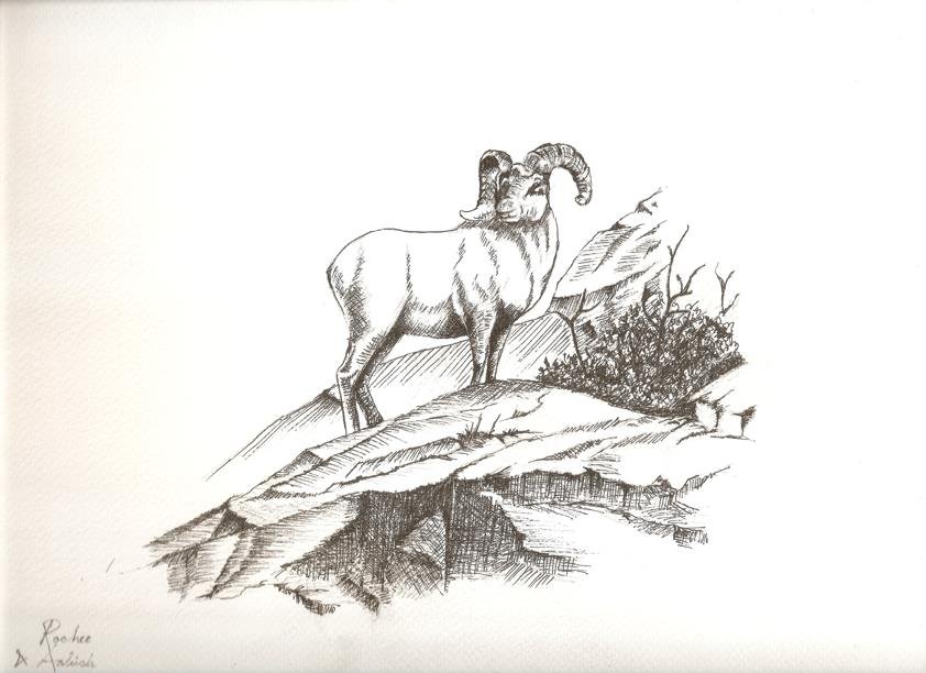 Sketch by RooHee Ali Khan