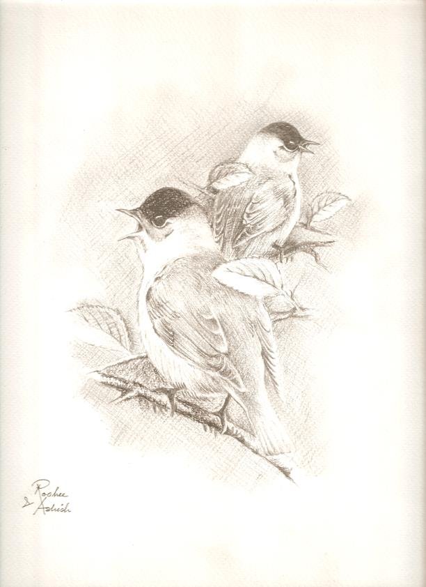 Sketch by RooHee Ali Khan