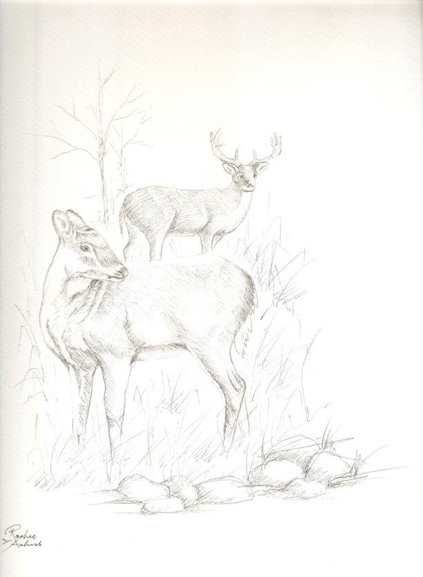 Sketch by RooHee Ali Khan